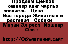 Продаем щенков кавалер кинг чарльз спаниель › Цена ­ 60 000 - Все города Животные и растения » Собаки   . Марий Эл респ.,Йошкар-Ола г.